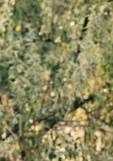 Свадебное платье Ефимия 2023-А69416 - Свадебный салон Ангел